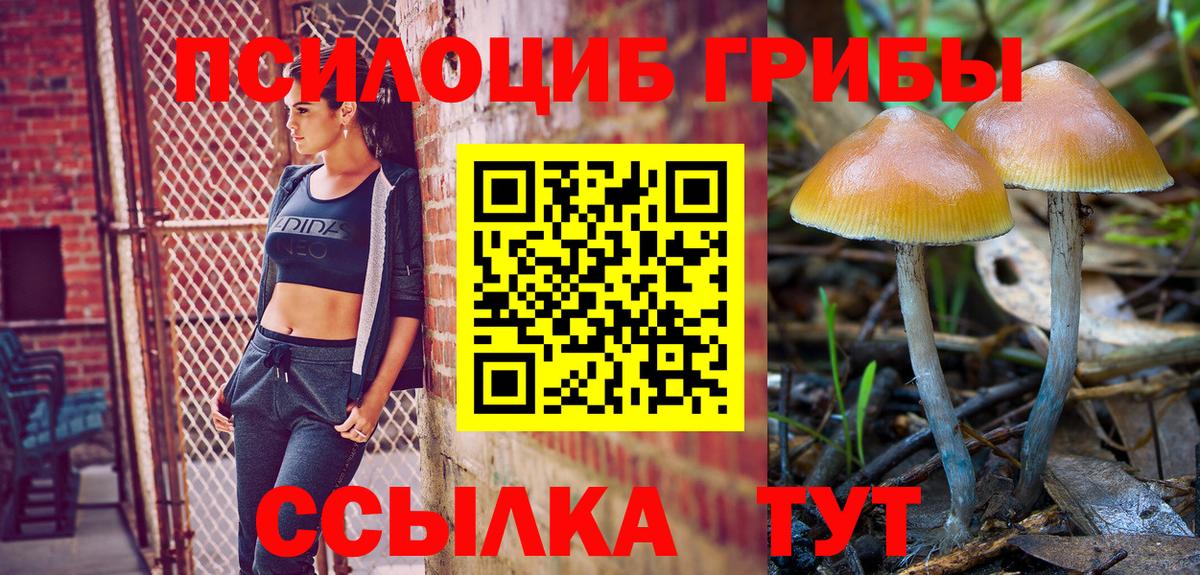 закладки  Вход с VPN  Гусь-Хрустальный  Псилоцибиновые грибы Cubensis 